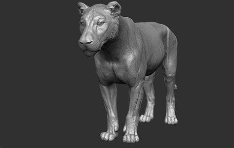 The lion has been an important symbol to humans for tens of thousands of years. ArtStation - lioness, alpha -models