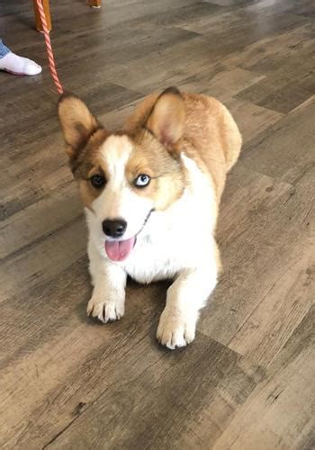 It may be surprising to know, but adopting a corgi puppy is possible. Pembroke Welsh Corgi Puppy for Sale - Adoption, Rescue ...