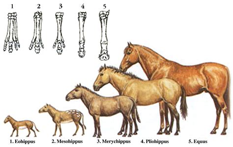 We did not find results for: Diagram showing stages in the evolution of the horse. | Horses, Ancient animals, Extinct animals