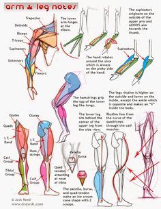 Human body anatomy and pain charts. anatomy of body | Anatomy of male muscular system ...