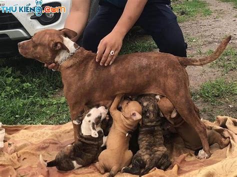 Không biết lượng sức, con chó pitbull đã lao đến một con bò rừng bison nặng 1,6 tấn bất chấp sự can ngăn của người chủ. Mua chó Pitbull giá bao nhiêu? Bảng giá bán chó Pitbull ...