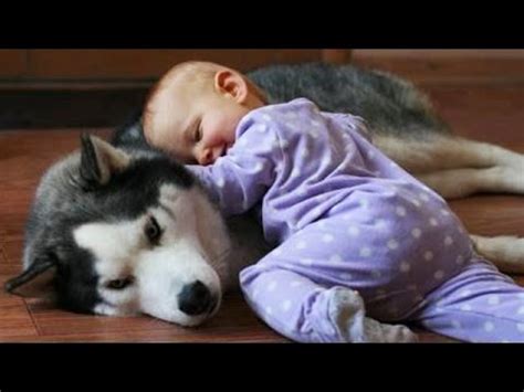 What is your favorite baby animal called? 'Puppies and Kittens Love Babies' Compilation 2014 - Cute ...