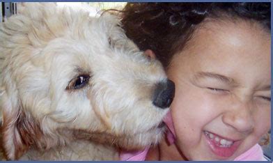 Coastland goldendoodles is located in ventura, california. Goldendoodle Breeders & Puppies for Sale & Adoption in ...