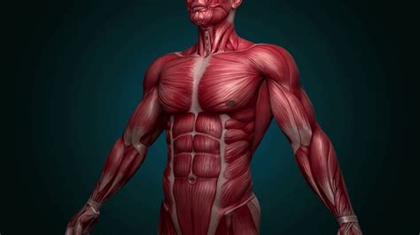 This is a table of muscles of the human anatomy. 9 Alkaline Foods That Will Help You Build And Support The ...