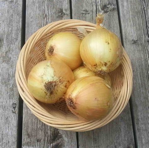 This heritage exhibition variety was named after a small island off the coast of scotland. Ailsa Craig Onion Seeds 251 · Turtle Tree Seed Initiative