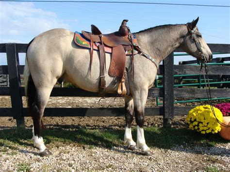 Buckskin paint horses buckskin paint horse gelding, western by horsestockphotos on. FLASHY BUCKSKIN AND WHITE PAINT GELDING, USED AT ...