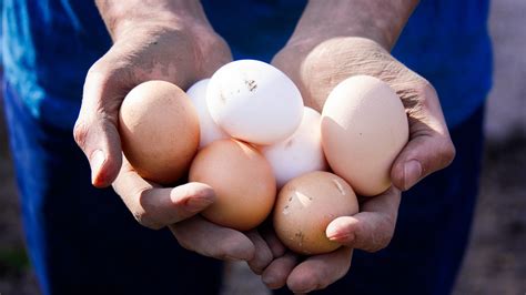 Egg donation involves a donor selected by the recipient couple, either known or anonymous. Good How Much To Donate Eggs In Texas Design Latest News ...