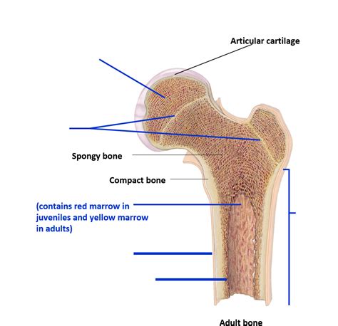 An easy and convenient way to make label is to generate some ideas first. Long Bone Labeled Quizlet - Diagram Anatomy Of A Long Bone ...