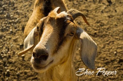 Which popular attractions are close to manas resort with petting zoo? You've Got To Be Kidding Me: A Gas Station And Petting Zoo ...