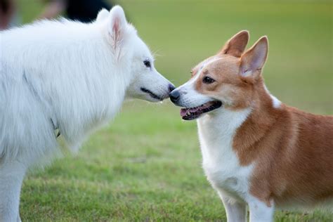 Maybe you would like to learn more about one of these? Chien en rut : principe et signes d'un chien en rut - Ooreka