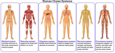 Organ dan bahan buangan perkumuhan manusia. Macam Sistem Organ dan Fungsinya - Info Pendidikan dan Biologi