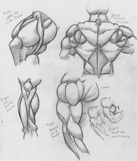 Tutorials and quizzes on the anatomy and actions of the back muscles (iliocostalis, longissimus, spinalis, multifidus, and quadratus lumborum), using interactive animations, diagrams, and illustrations. Back Muscles Drawing Reference Anime : 12 Anime Poses Male ...