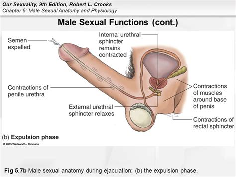 Ist der penis im schlaffen zustand kleiner als 5 cm, wird er aus medizinischer perspektive als zu klein erachtet. Function Of Penis Shaft. Glans Penis Function, Pictures ...