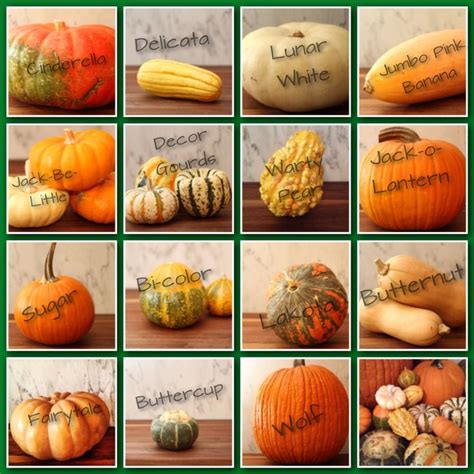 Check spelling or type a new query. gourd chart key OLT 2013 | Pumpkin squash, Squash ...
