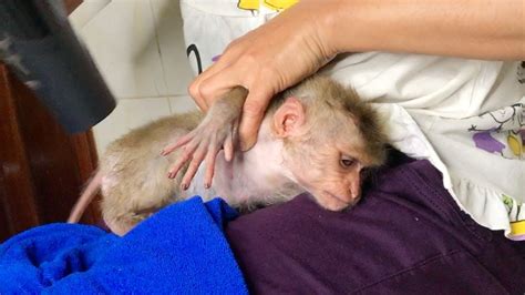 This baby monkey taking a bath is as chill as it gets. Evening Routine Baby Monkey Treelo Bathing, Grandma Use ...
