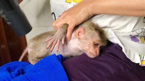 This is the cutest thing ever. Evening Routine Baby Monkey Treelo Bathing, Grandma Use ...