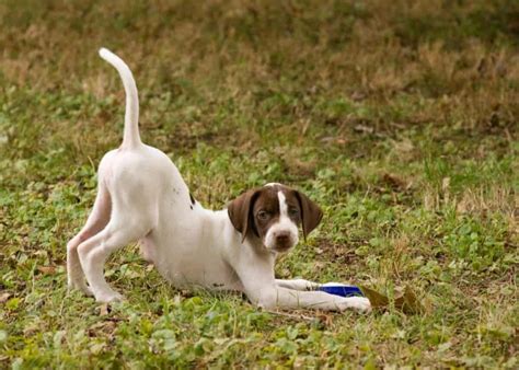 Photograph of english pointer puppy, isla, 10 weeks old, lying with head up. Pin by Taha Otefy on animals in 2020 | Dog breeds, English ...