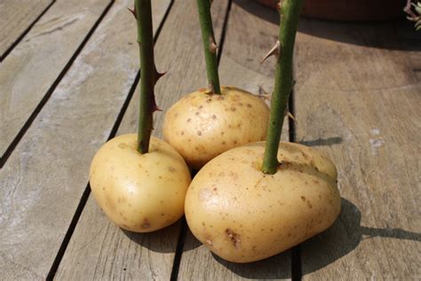 As you will see illustrated in the video, removing the dead rose head, leaves, and cutting the stems of the flowers you want to revive on a 45 degree angle, will prepare them for placement in the potato. How to take rose cuttings and grow roses in potatoes ...