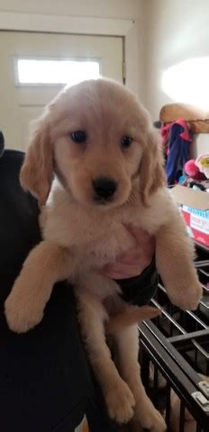 Just confirmed with our veterinarian that montana is pregnant! Golden Retriever puppy dog for sale in Grand rapids, Michigan