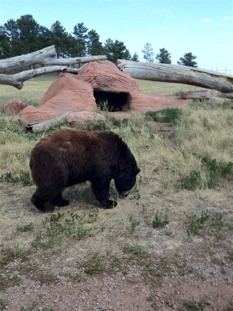 Maybe you would like to learn more about one of these? Bear! South Dakota Black Hills -Taken by Ralph Thomas ...