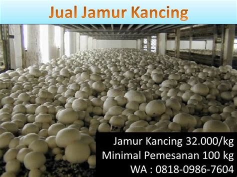 Bagi anda yang penasaran dengan menu masakannya, maka berikut di bawah ini ada beberapa resep masakan yang bisa anda coba di rumah resep olahan jamur kancing kaleng - Jual Jamur Kancing Partai Besar WA : 081809867604