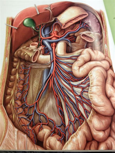 Surface anatomy, course of the trachea, structure of the tracheal rings, layers of dissection to more posterior as it enters the chest behind the sternal notch. Abdomen anatomie - JungleKey.fr Image #250