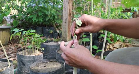 Maybe you would like to learn more about one of these? Cara Sambung Terong di Batang Pokak | KampusTani.Com