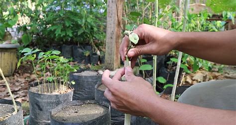 Itulah mengapa telur selalu jadi makanan andalan, terutama untuk kamu yang nggak punya banyak waktu untuk memasak. Cara Sambung Terong di Batang Pokak | KampusTani.Com