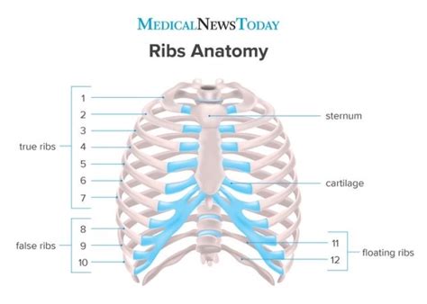 The rib cage is the arrangement of ribs attached to the vertebral column and sternum in the thorax of most vertebrates, that encloses and protects the vital organs such as the heart, lungs and great vessels. анатомия on Tumblr
