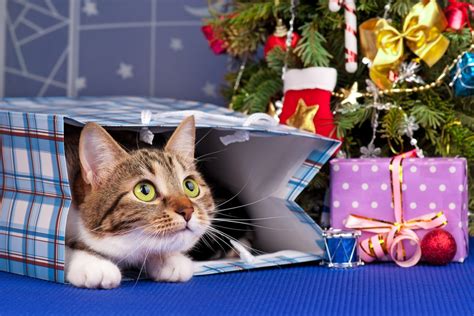 We did not find results for: Great Christmas Gift Ideas for Cat Lovers - Love and ...