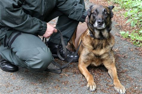 Leseprobe aus dem buch »bis(s) ins innere des protons« von boris lemmer. Randale und Bedrohung: Polizeihund beendet Flucht mit Biss ...