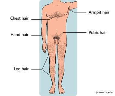 Boys hit their maximum growth spurt about two years after puberty begins, generally getting their first period around 12 1/2 note: Physical changes that occur during puberty in boys