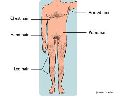 Practice proper facial skin care, massage. Physical changes that occur during puberty in boys
