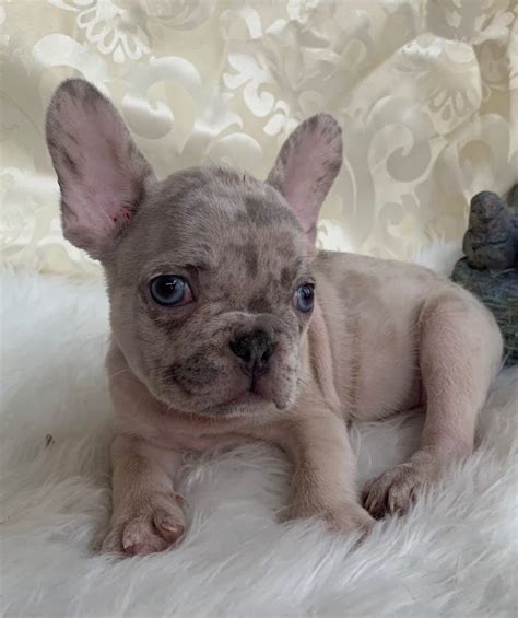 If you are looking to adopt or buy a frenchy take a look here for puppies for as low as $300! SOLD-Lilac Merle Male French Bulldog: Zoro - The French ...