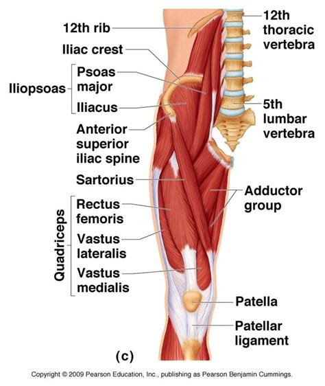 The muscles of the hip and thigh keep your hip joints strong and mighty, allowing for a wide range of hip movements. Groin Muscles Diagram Anatomy Of Groin Area Photos Muscles ...