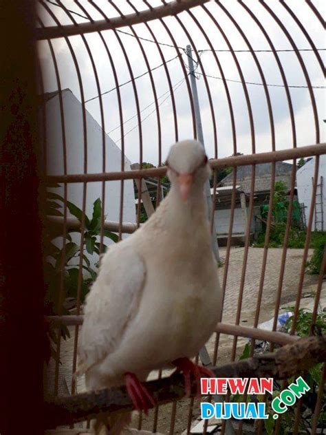 Murai albino pendatang baru cetak murai batu albino sistem koloni. Dijual Burung Tekukur Albino Mata Merah | HewanDijual.com