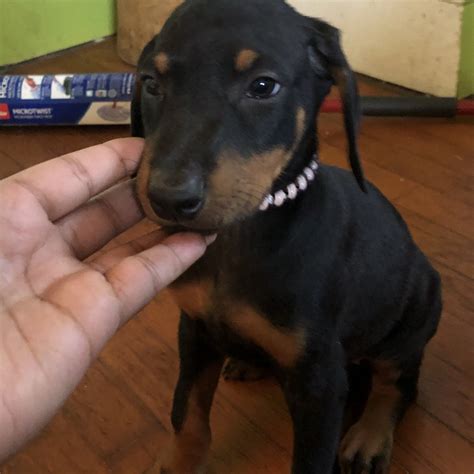 Adoption fee 25.00 ~~ to adopt this sweet pup contact shenandoah valley animal service center 1001 mt. Doberman Pinscher Puppies For Sale | High Point, NC #332555