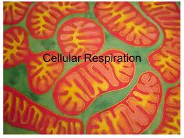 The sun's energy is stored within the chemical bonds of the molecules. Respiration in organism | Respiration Quiz - Quizizz