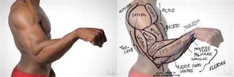 Because of the necessary power equivalence. Arm Muscles Map : 10742 Human Anatomy All System Deep ...