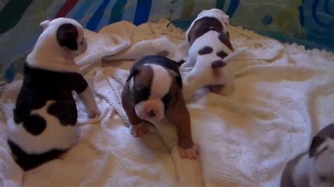 Find the perfect american bulldog puppy for sale in ohio, oh at puppyfind.com. American bulldog puppies - YouTube