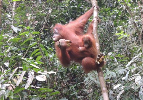 Locate lawang hotels on a map based on popularity, price, or availability, and see tripadvisor reviews, photos, and deals. Orang Utan Bukit Lawang tour 3 dagen - Trijaya Tour & Travel