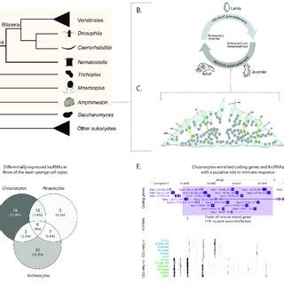 Each structure inside the plant cell is specialized to perform a specific. (PDF) Sponge Long Non-Coding RNAs Are Expressed in ...