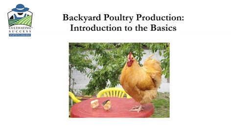 Everyone knows about the spectacular backyard chook egg! Backyard Poultry Production - Webinar - YouTube