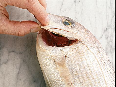 Per questo oggi abbiamo deciso di spiegarvi come si sfiletta il pesce in modo davvero facile e veloce! Come comprare il pesce fresco |Sale&Pepe