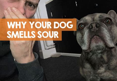 More images for sour smell in closet » Why Does My Dog Smell Sour? (Breath, Ears, Face Like Sour ...