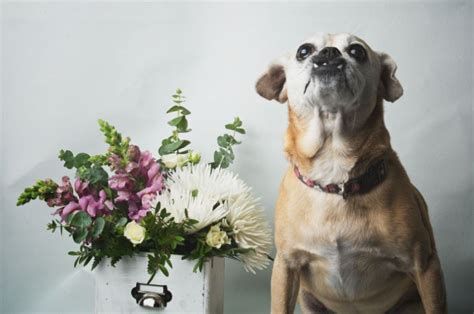 *whilst we have made our best effort to create an accurate list of safe. Pet-friendly Plants & Flowers