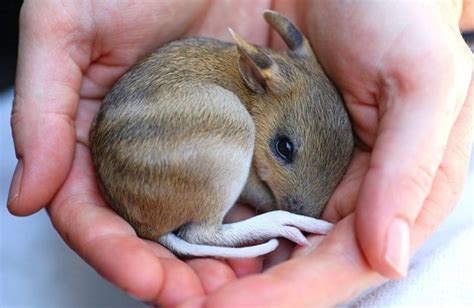 Feb 23, 2013 626 137. He may not be as cool as Crash but this is a bandicoot ...