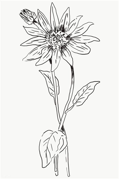 Check spelling or type a new query. Hand drawn coneflower transparent png | premium image by ...