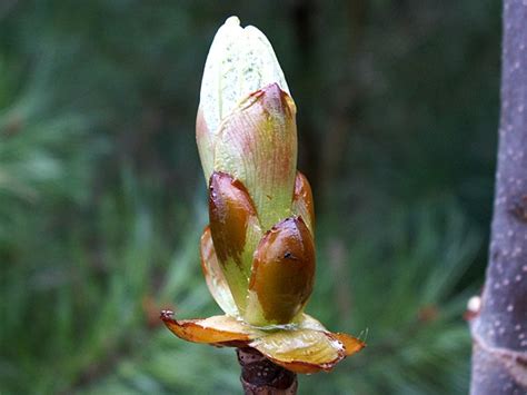 Its relatively coarse texture can be used to stand it apart from other landscape plants with finer foliage. Aesculus ×arnoldiana 'Autumn Splendor'