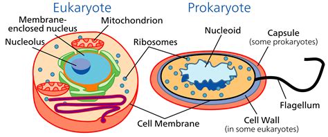 These solutions for cell cycle and cell division are extremely popular among class 11 science students for all questions and answers from the ncert book of class 11 science biology chapter 10 are mitosis is the process of cell division wherein the chromosomes replicate and get equally. Prokaryotic And Eukaryotic Cells Venn Diagram Worksheet ...